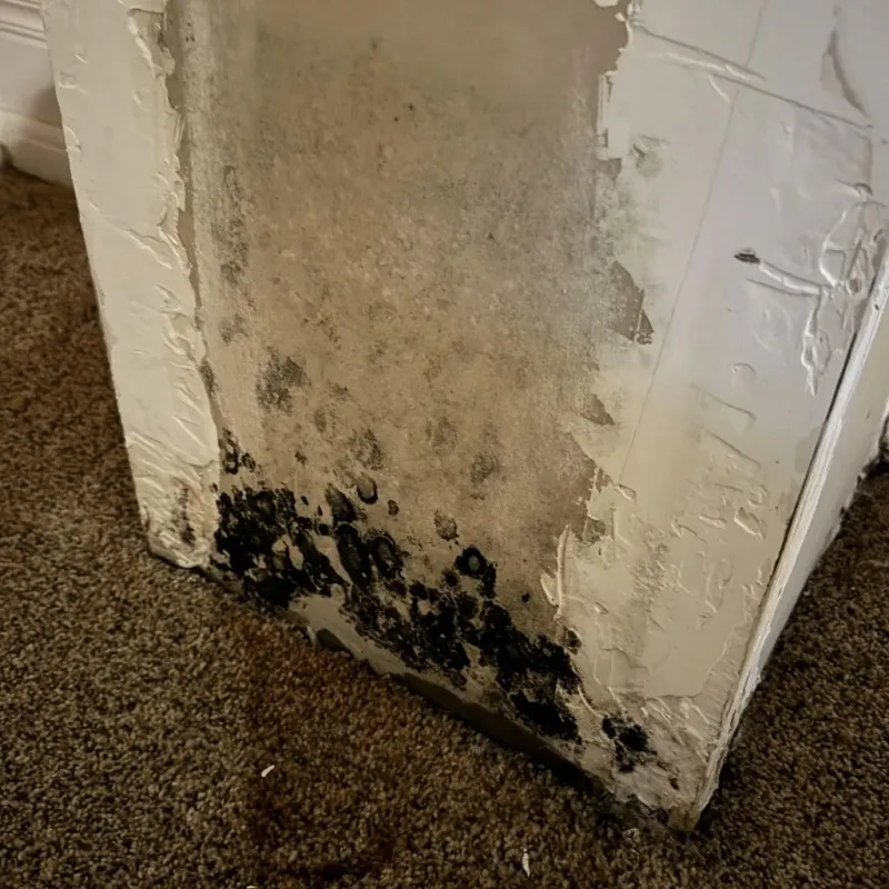 Professional Mold Removal in Reagan County, TX